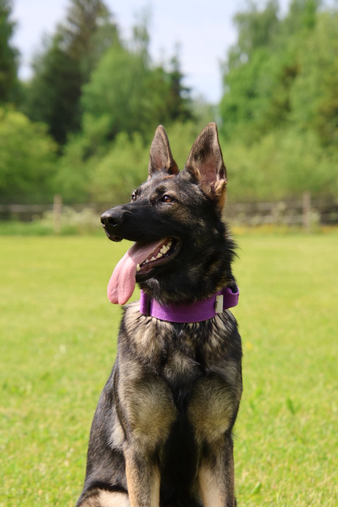Cora